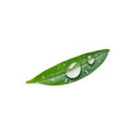Close-up of a green bamboo leaf with droplets on a transparent background, symbolizing freshness and purity png