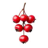 Bright red hawthorn berries on a thin stem against a transparent background, showcasing fresh and natural produce for culinary and health-related uses. png