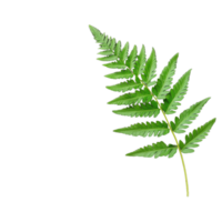 Vibrant green fern leaf with intricate details isolated on transparent background, showcasing natural beauty and organic texture in a simple yet elegant composition. png