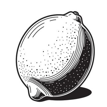 Black and white illustration of a lemon with textured surface and shadow fruit citrus vector