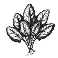 Black and white illustration of spinach leaves greens vegetables vector