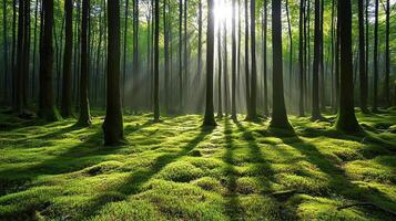 Sunlight through a lush, green forest. Peaceful and serene. photo
