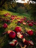Fallen Apples in Orchard at Sunset A Rustic Autumn Scene. photo