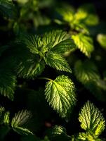Close Up of Illuminated Nettle Leaves in the Forest. Sunlight filters through the foliage, highlighting the intricate details of the nettle leaves. photo