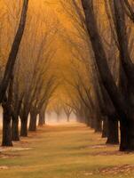 Golden Autumn A Misty Pathway Through a Tree-Lined Avenue. photo