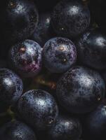 Close Up of Dark Grapes with Water Droplets. A Detailed Image of Juicy, Ripe Fruit. photo