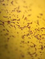 Close up of Saffron Threads in Yellow Liquid, Culinary Detail. photo