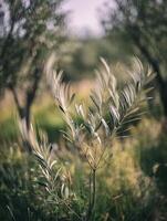 Olive Branch in a Blurred Olive Grove A Serene Nature Image. photo