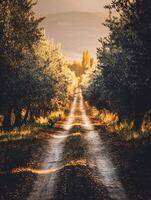 Golden Hour Path Through an Olive Grove A Serene Countryside Scene. photo