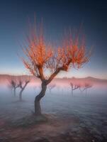 Mystical Sunrise over a Foggy Field with Orange-Tinted Trees. photo