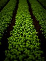 Lush Green Basil Plants in Rows, Agricultural Field Close Up. photo