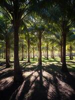 Sunlit Palm Tree Grove A Tranquil Scene of Tropical Paradise. photo