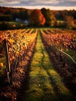 Autumn Vineyard Rows at Sunset A Pathway Through Colorful Vines. photo