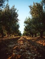 Olive Grove Pathway A Serene Landscape at Sunset. photo