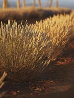 Golden Hour Lavender Field Close up of Dried Lavender Blossoms at Sunset. photo