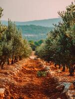 Scenic Path Through an Olive Grove at Sunset. A picturesque view of a dirt road winding through rows of olive trees, bathed in the warm light of the setting sun. photo