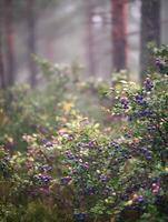 Ripe Blueberries on Bush in Misty Forest. A close up view of plump blueberries growing on a branch in a tranquil woodland setting. photo