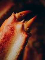 Close up of a Crab Claw, Detailed Texture and Sharp Spines. photo