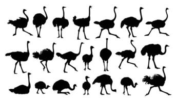 Big set silhouettes of ostriches. vector