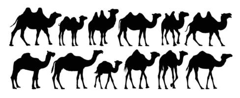 The set of camels silhouettes. vector
