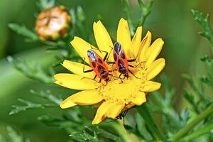 Two vibrant red and black firebugs are perched on the bright yellow petals of a daisy, with a developing flower bud in the soft background. photo