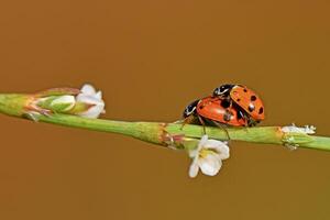 Two vibrant convergent lady beetles in the act of mating on a slender green plant stem, surrounded by small white blossoms against a soft, blurred orange-brown background. photo