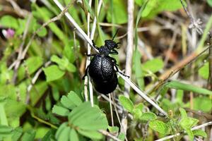 arge, glossy black oil beetle is seen navigating through a tangle of dry grass and green foliage. photo