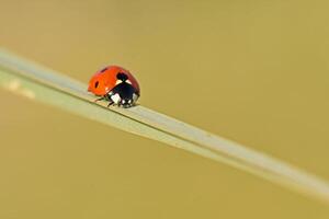 red and black spotted ladybug, ladybird rests peacefully on a slender green blade of grass, captured in a sharp macro close-up. photo