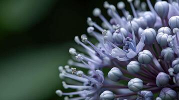 Close-up shows lavender flower's stamen and pistil detail in garden photo