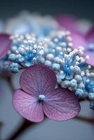 Close-up captures a Hydrangea bloom with delicate hues photo