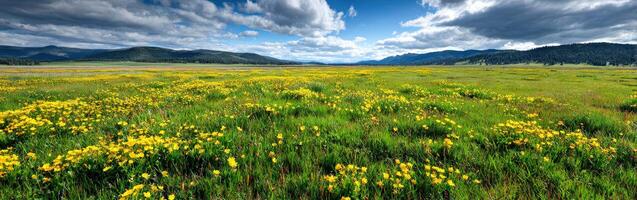 Yellow wildflowers bloom in meadow near rocky Mountains under sky photo