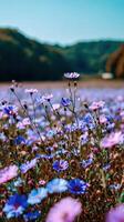 A multitude of purple cosmos flowers bloom in a field on a sunny day photo