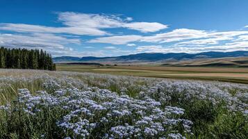 Field of wildflowers stretches toward mountains in Montana photo