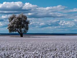 Lone cottonwood tree stands in a harvested cotton field photo