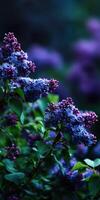 Blooming lilac bush displays purple and blue flowers photo