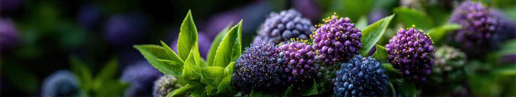 A close up of purple and green flowers photo
