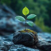 New life sprouts from a rock amidst a serene natural landscape in early morning light photo
