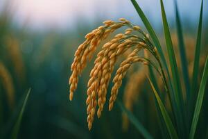 Close up of golden rice ears ready for harvest in a lush green paddy field at dawn photo