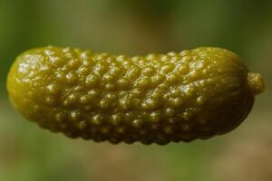 Close up macro photo of a single small dill pickle gherkin with bumpy wrinkled texture