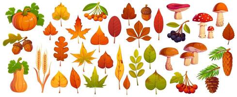 Colorful autumn leaves and mushrooms vector
