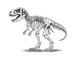 line drawing of a T-Rex dinosaur skeleton. vector