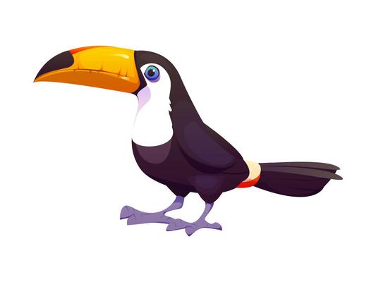 Toucan sitting on branch, tropical bird