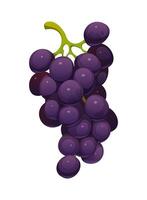 Bunch of glossy, purple grapes with green stem vector