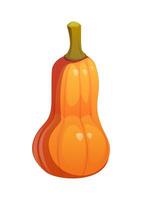 Cartoon ripe autumn butternut pumpkin vegetable vector