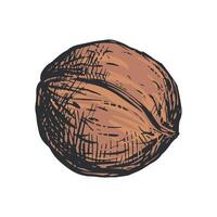 Hand drawn sketch illustration of walnut. Whole ripe nut in shell. Imitation of color engraving. Reto style. vector