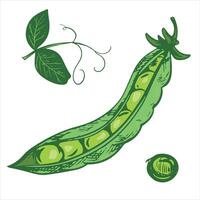 sketch of an open green pea pod. Ripe bean pod, seeds visible. Imitation of engraving technique. The drawing is hand-drawn with ink and brush. vector