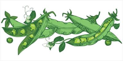 Green pea pods with leaves, flowers, seeds and tendrils lie on the table. sketch in color engraving technique. Useful legume crop. Peas are hand-drawn with ink. vector