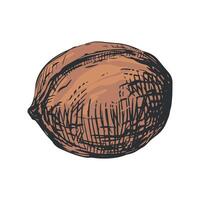 Hand drawn sketch illustration of walnut. Whole ripe nut in shell. Imitation of color engraving. vector