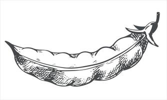 sketch of a closed green pea pod. Bean pod in vintage engraving technique. Hand drawn in black ink on a white background. vector