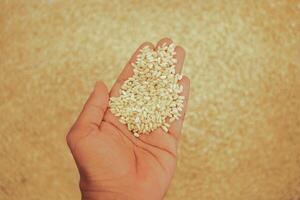 Hand holding white sesame seeds against a rustic background photo